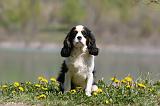 CAVALIER KING CHARLES 670